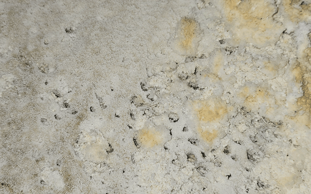 Why It’s So Important to Change Your Whole Home Humidifier Pad Regularly