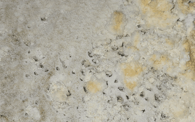 Why It’s So Important to Change Your Whole Home Humidifier Pad Regularly